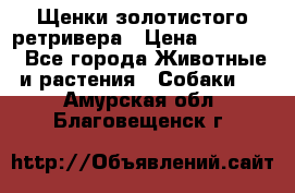 Щенки золотистого ретривера › Цена ­ 15 000 - Все города Животные и растения » Собаки   . Амурская обл.,Благовещенск г.